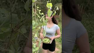 Picking Beans