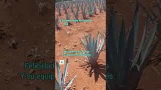 En Betania Jalisco, México.