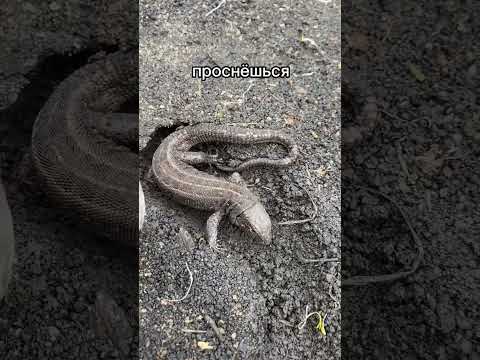 Спорим вы не знали, как зимуют ящерицы!?