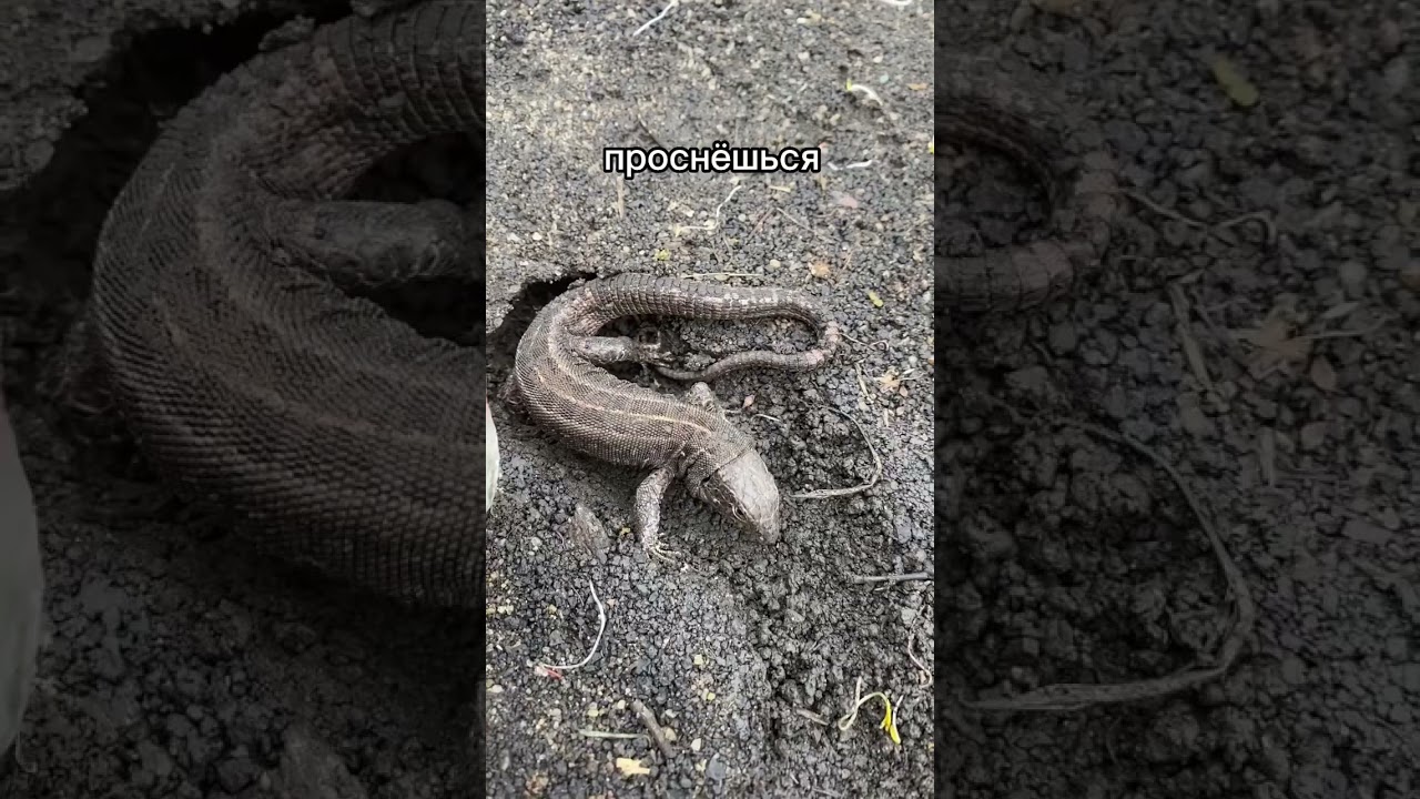 Спорим вы не знали, как зимуют ящерицы!?