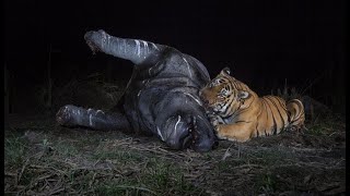 5 Animals That Could Defeat A Rhino | Turbo Brain