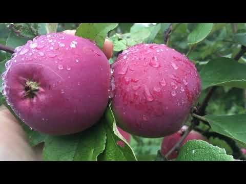 Удобряем плодовые деревья с Органик Микс