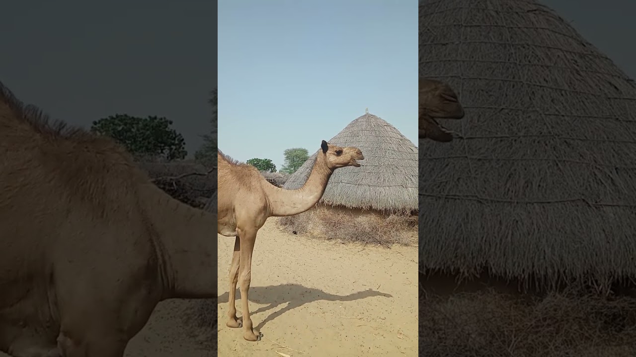 Video banvany key shoken animal🐱🐶🐎💝