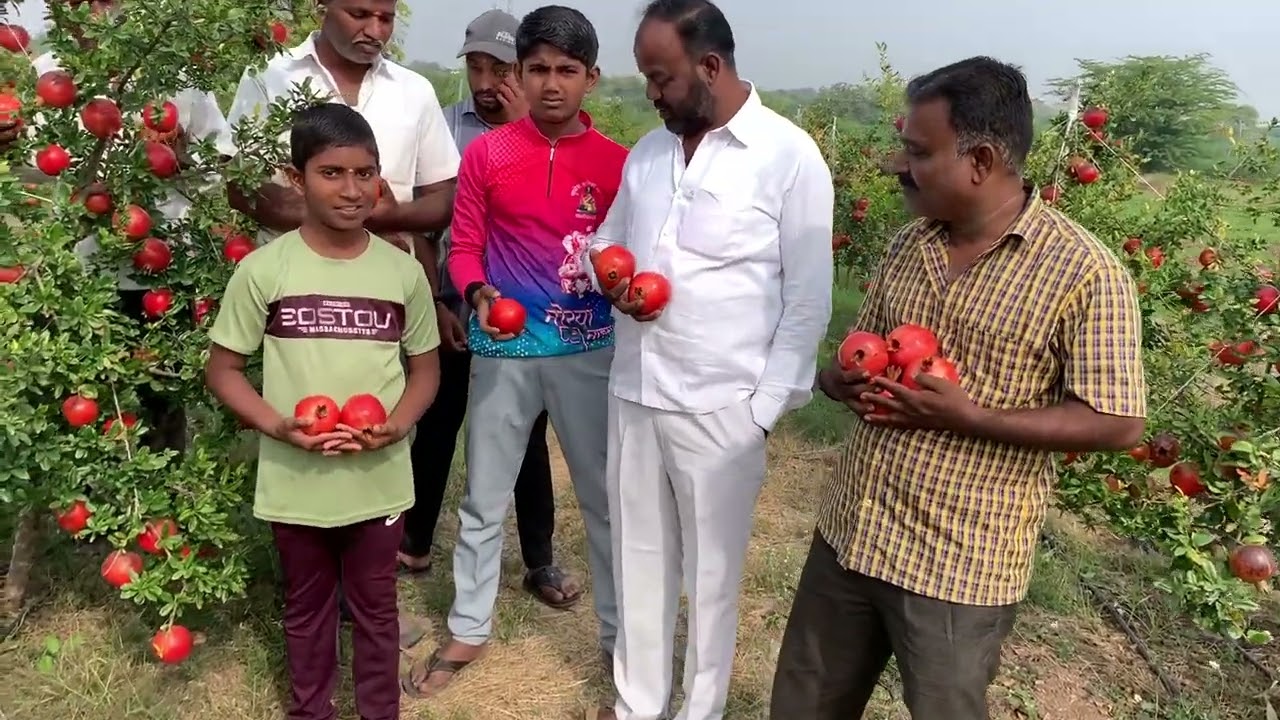 पहिल्याच वर्षी प्रतिझाड 15किलो माल,400+ साईजसह वन टाइम हार्वेस्टिंग पंचक्रोशीत सर्वोत्तम डाळिंबप्लॉट