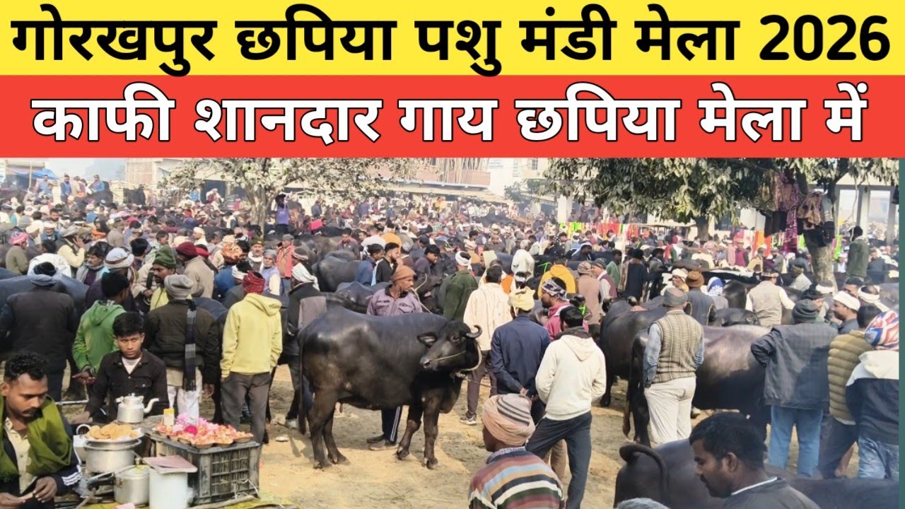 गोरखपुर छपिया पशु मंडी 2026 मंगलवार को बहुत ही बेहतरीन गए काफी लाजवाब थी गोरखपुर छपिया पशु मेला