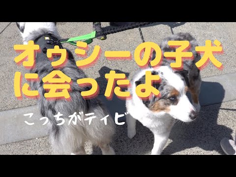 ファーマーズマーケットに来た犬【Australian Shepherd】オーストラリアンシェパード