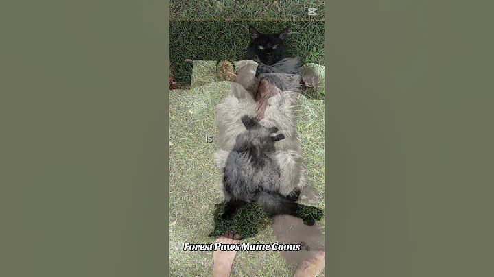 Video 11186671: mainecoon cat kitten cute, mainecoon cat kitten funny, beautiful mainecoon cat, fun mainecoon