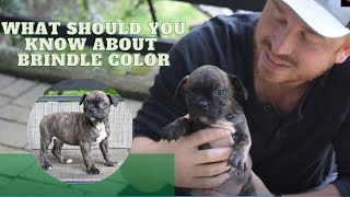 What should you know about French Bulldog/Frenchton Brindle Color