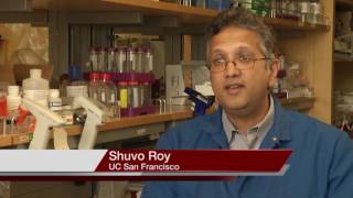 BUILDING AN ARTIFICIAL KIDNEY: MEDICINE’S NEXT BIG THING?