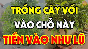 Nên Trồng Cây Vối Ở Đâu Để Tài Lộc, Tiền Vàng Ùn Ùn Kéo Vào Nhà Tiêu Cả Đời Không Hết?