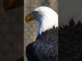 Horned viper, Ball python and Bald eagle#youtubeshortsvideo