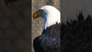 Horned viper, Ball python and Bald eagle#youtubeshortsvideo