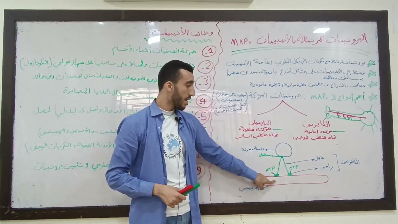 البروتينات المرتبطة بالانيبيبات الدقيقية