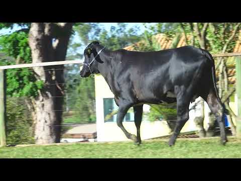 LOTE 213 5535CR