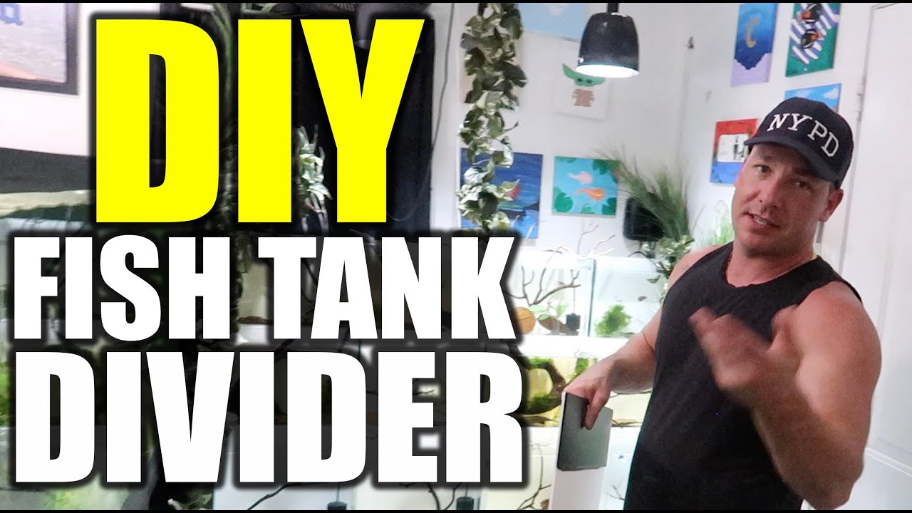 Easy DIY Betta Fish Divider & Story Time with The king of DIY