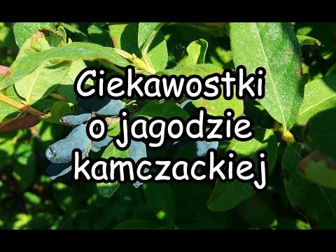 Wideo: Czy jagody wiciokrzewu są jadalne?