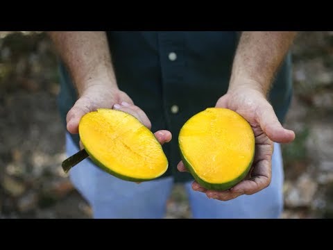 Video: Waarom Mango Nuttig Is - Het Geheim Van Het Superfruit