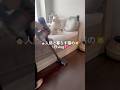 👧🏻人間と暮らす猫の🐱1日vlog💖