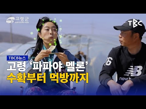 고령 '파파야 멜론' 수확부터 먹방까지 230409ㅣTBC뉴스