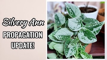 Part 2: How to Propagate Scindapsus Silvery Ann | Propagation Update
