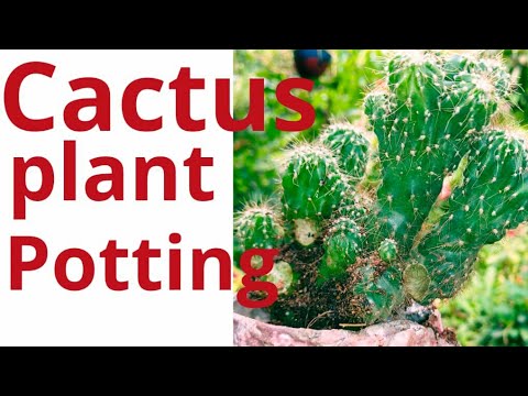#How_to_potting_cactus_plant Cactus plant potting My cactus plant - YouTube