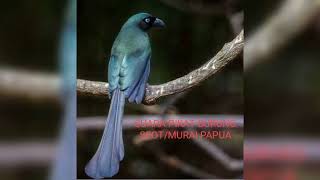 SUARA PIKAT BURUNG SEOT/MURAY PAPUA KOMBINASI