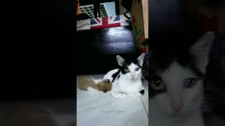 Anak Kucing Lucu Haus Minta Minum Susu | Anak Kucing Kampung Lucu | Keluarga Kucing Bleki Anak Kucing Lucu Haus Minta Minum Susu | Anak Kucing Kampung Lucu | Keluarga Kucing Bleki