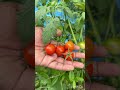 Cherry tomatoes 🍒