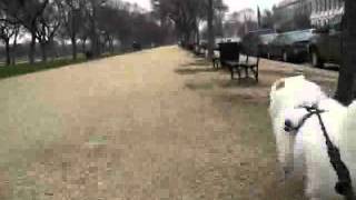 Bikejoring:  Gidget by SamoyedMoms 398 views 10 years ago 39 seconds