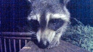 Video For Cats and Dogs to Watch - Nocturnal Raccoon Close Up! Video For Cats and Dogs to Watch - Nocturnal Raccoon Close Up!