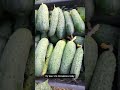 приятно познакомиться #дача