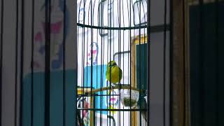 Dakun Pacitan Nafas Super Panjang Bikin Juri Bengong