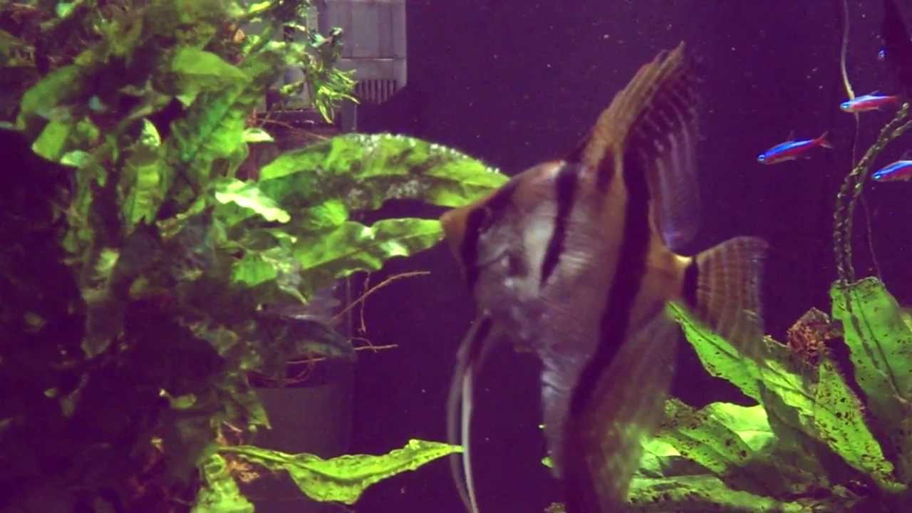 Pterophyllum scalare 'Santa Isabel'