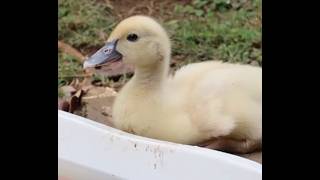 The Duck Song Music Video