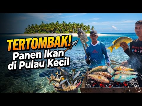 An Abundant Catch at Low Tide! Hunting Fish Among the Coral Reefs | catch & cook