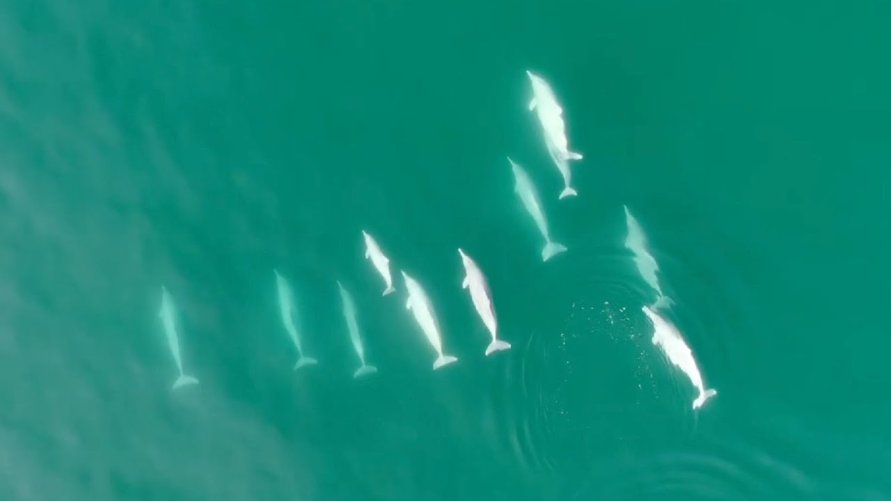 Rare Chinese white dolphins filmed in remarkable footage