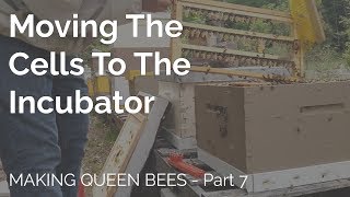 Moving The Cells Into The Incubator - Making Queen Bees Part 7