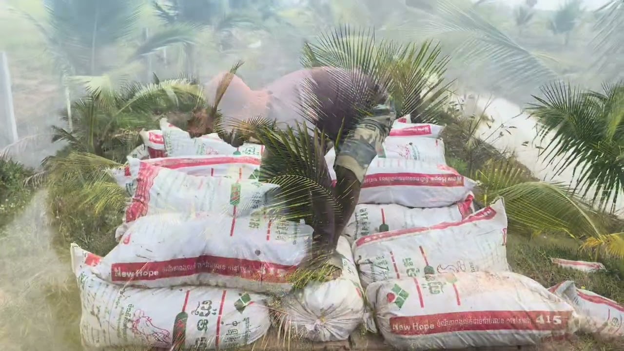 ដឹកជីដាក់ចំការដូង