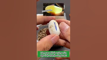 Hướng dẫn cách ấp trứng rùa thành công cao | #trungrua #xomrua #onhachoimotminh #ruacanh #nuoirua