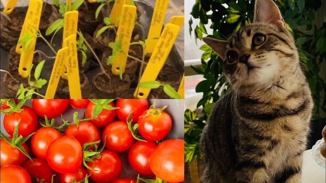 Hvordan dyrke tomater fra frø! Del 1: “Dyrk tomater selv”