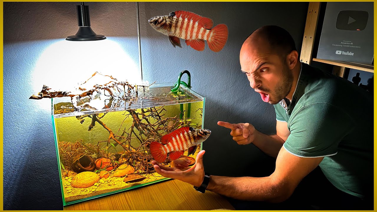 YA ESTÁN LOS BADIS 🐠 EN SU ACUARIO DE BIOTOPO 🍂