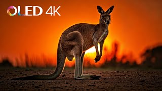 Kangaroos in 4K: A Journey through the Australian Outback