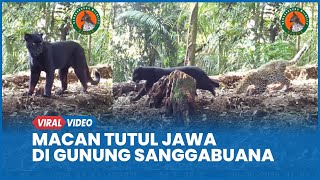 Pendanakan Macan Tutul Jawa 2 Anak Di Gunung Sanggabuana