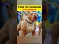 😱3 Dangerous Dogs in India Ranked 😨 #shorts #facts #tamilfacts #pitbull #doglife