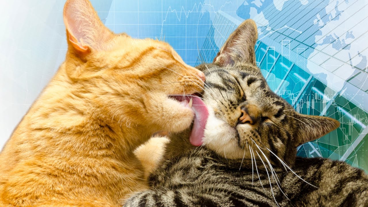 Funny Cats 2030| Watch Cat Acrobatics: Incredible Feline Stunts in Action!