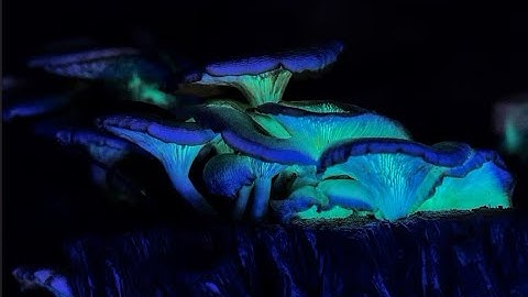 Dive into the World of Chlorophyceae: The Green Algae! #plantkingdomclass11 #ssccgl #ncert #scert