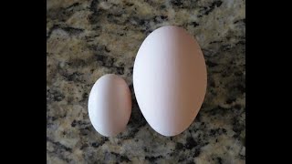 Tiny Chicken Egg by CENLA Backyard Chickens 464 views 8 months ago 1 minute, 14 seconds