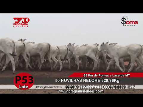 LOTE P53