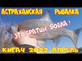 Астраханская рыбалка. Кигач 2022 апрель. Вобла, судак, щука, жерех. 4К.