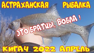 Астраханская рыбалка. Кигач 2022 апрель. Вобла, судак, щука, жерех. 4К.